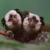 Photo: You Can See These Cute Baby Marmosets At The Prospect Zoo